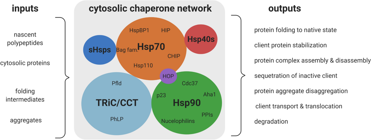 The functions and regulation of heat shock proteins; key orchestrators of proteostasis and the heat shock response | Archives of Toxicology