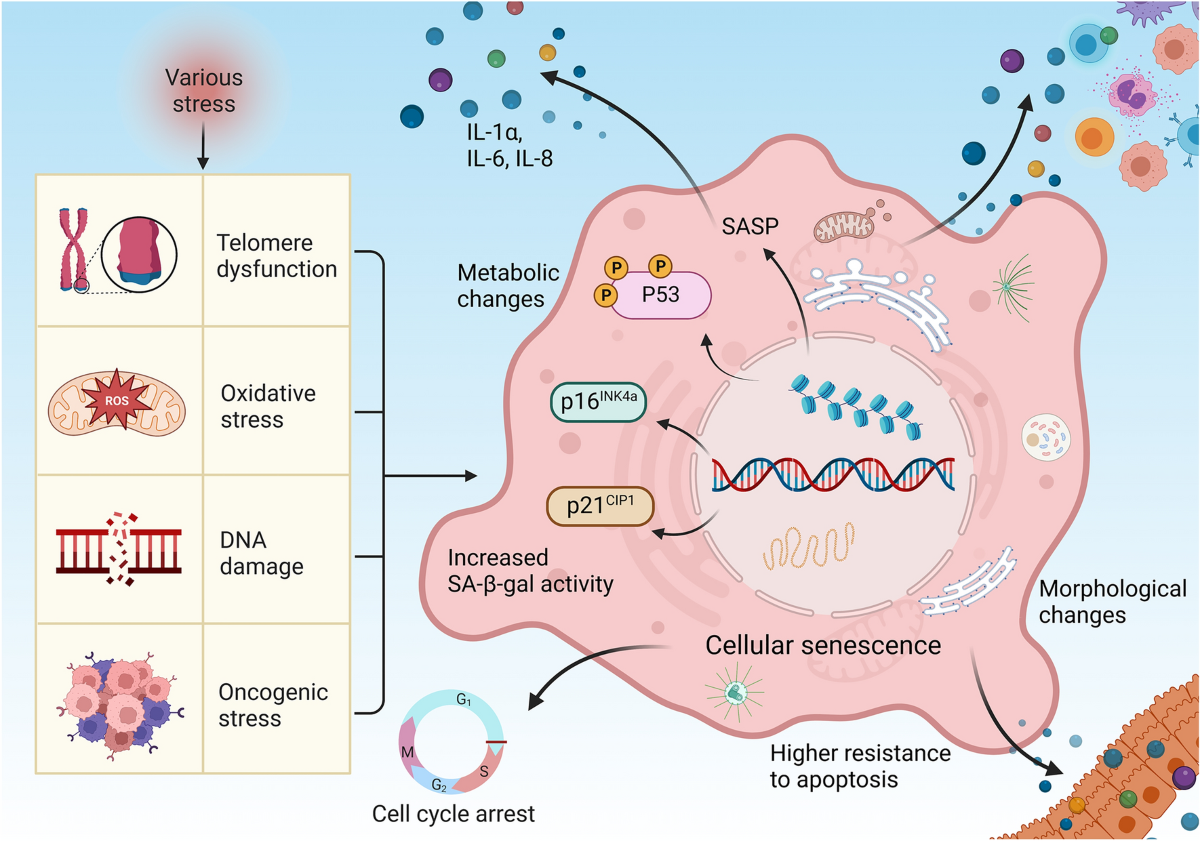 glutathione oxidative stress mycotoxins Mycotoxins and cellular senescence: the impact of oxidative stress,  hypoxia, and immunosuppression | Archives of Toxicology