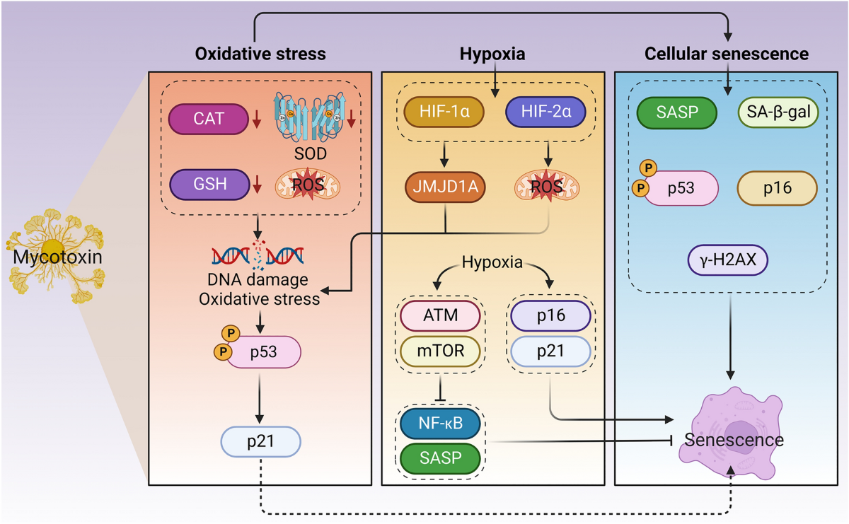 glutathione oxidative stress mycotoxins Mycotoxins and cellular senescence: the impact of oxidative stress,  hypoxia, and immunosuppression | Archives of Toxicology