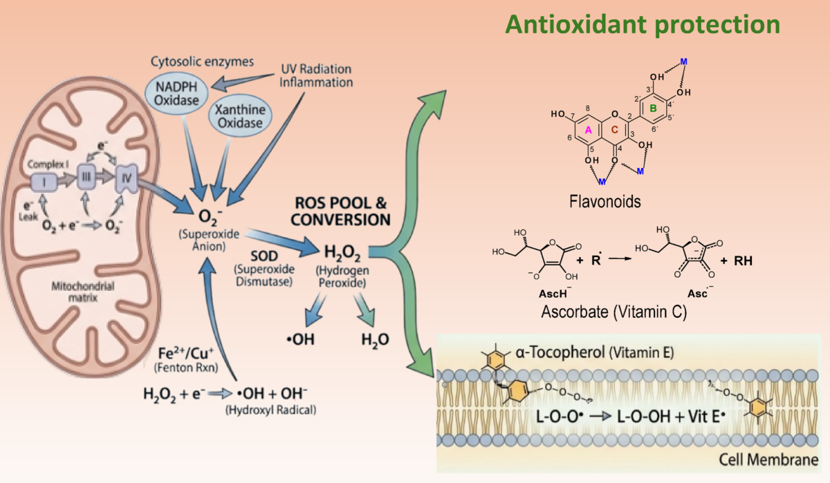 alcohol and glutathione Oxidative stress inflammation in neurodegenerative disorders | Archives of Toxicology ghk cu injections reddit Best Toys Of 2020 Size:1000 mcg/ml - 10 ml (Pack of 1)