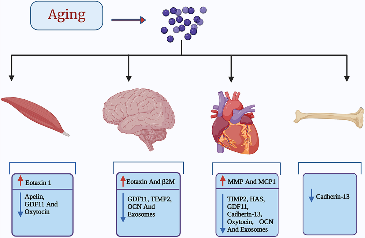 Aging and age-related diseases with a focus on therapeutic potentials of young blood/plasma | Naunyn-Schmiedeberg's Archives of Pharmacology