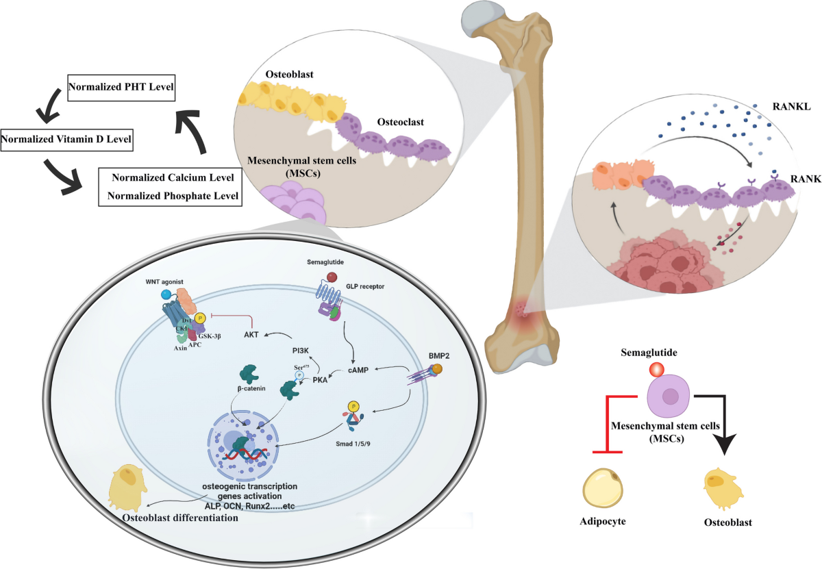 The crucial role of beta-catenin in the osteoprotective effect of  semaglutide in an ovariectomized rat model of osteoporosis |  Naunyn-Schmiedeberg's Archives of Pharmacology