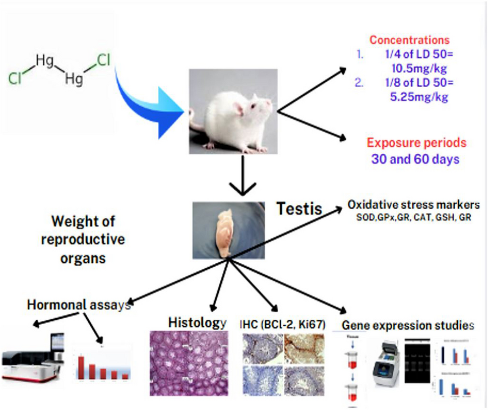 kb glutathione price in mercury Mercuric chloride induced reproductive toxicity associated with oxidative damage male Wistar albino rat, Rattus norvegicus | Naunyn-Schmiedeberg's Archives of Pharmacology peptide supplement