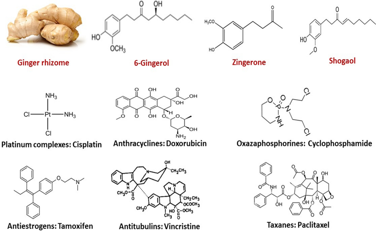 ginger and glutathione synergy Mechanisms of ferroptotic and non-ferroptotic organ toxicity of  chemotherapy: protective and therapeutic effects of ginger, 6-gingerol and  zingerone in preclinical studies | Naunyn-Schmiedeberg's Archives of  Pharmacology