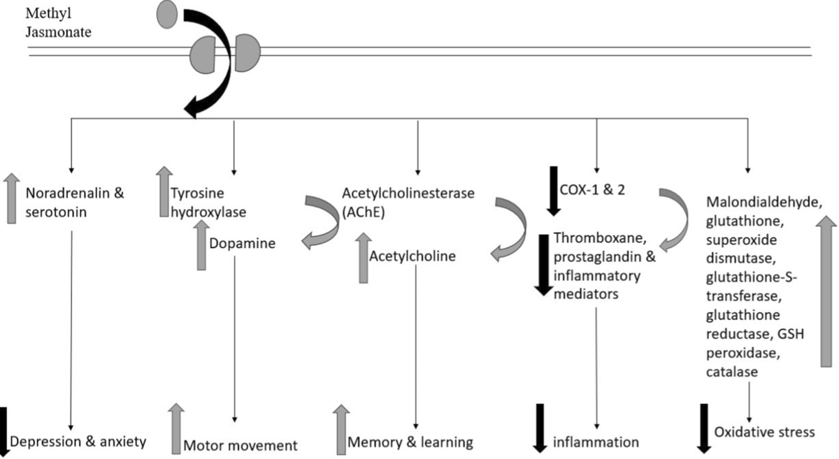 Methyl jasmonate: bridging plant defense mechanisms and human therapeutics”  | Naunyn-Schmiedeberg's Archives of Pharmacology