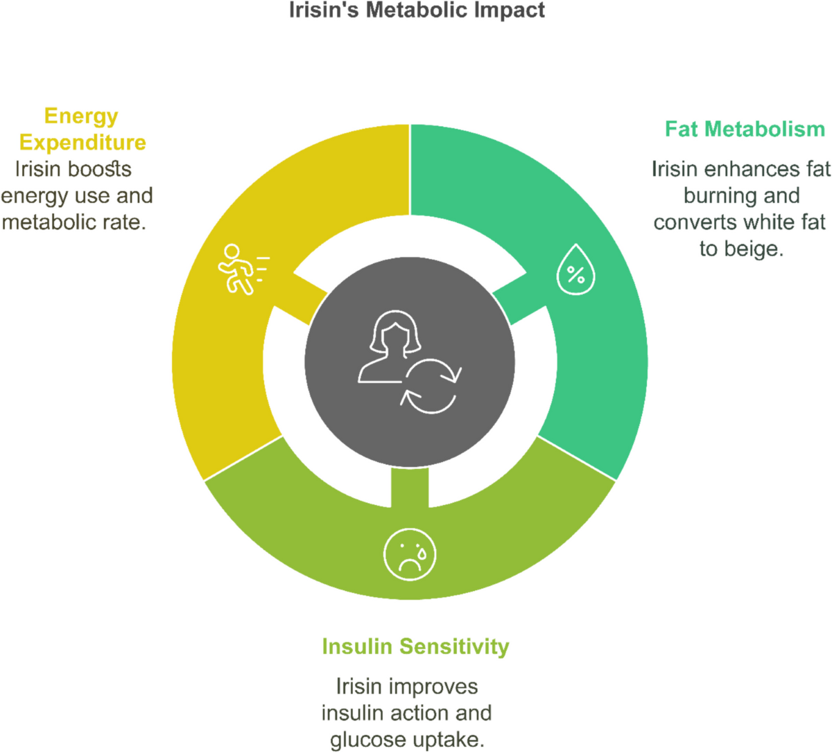 irisin glp-1 The role of irisin in exercise-induced muscle and metabolic health: a  narrative review | Naunyn-Schmiedeberg's Archives of Pharmacology