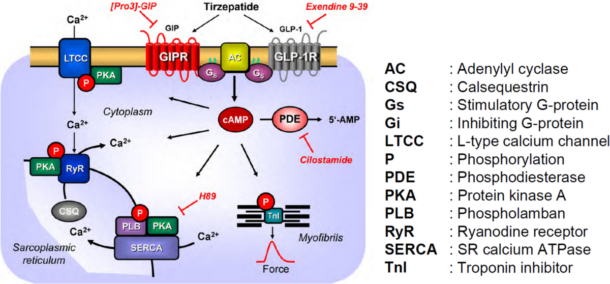 tirzepatide and tachycardia Tirzepatide increased force of contraction in the isolated human atrium |  Naunyn-Schmiedeberg's Archives of Pharmacology