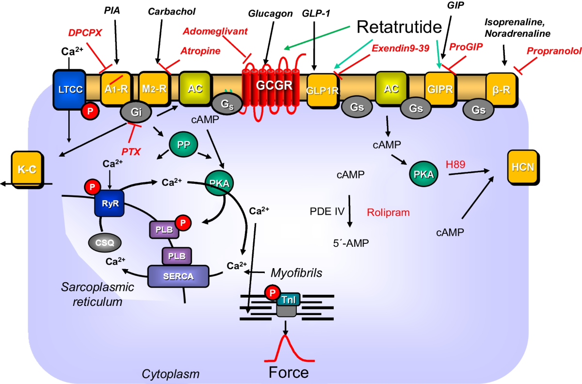how is tirzepatide different than semaglutide Switching from Semaglutide to Tirzepatide: Is It a Good Idea?