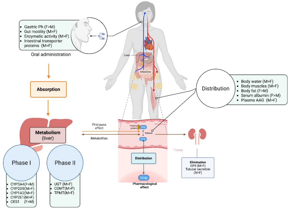 Biological sex differences in pharmacokinetics and adverse drug reactions | Naunyn-Schmiedeberg's Archives of Pharmacology | Springer Nature Link Biological sex differences in pharmacokinetics and adverse drug reactions | Naunyn-Schmiedeberg's Archives of Pharmacology | Springer Nature Link