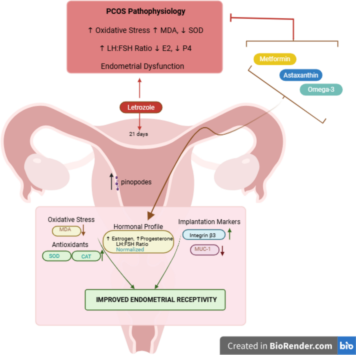 Astaxanthin and omega-3 fatty acids enhance endometrial receptivity in a  rat model of polycystic ovary syndrome | Naunyn-Schmiedeberg's Archives of  Pharmacology | Springer Nature Link