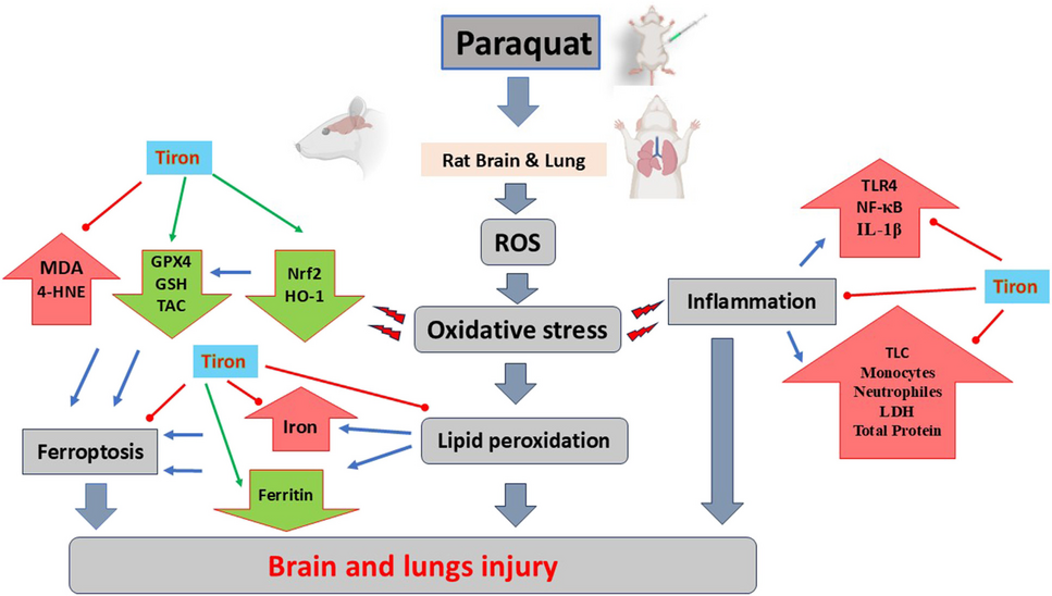 Ameliorative effect of Tiron against paraquat-induced cerebral and pulmonary injury in rats: involvement of ferroptosis, TLR4/NF-κB and Nrf2/HO-1 signaling pathways | Naunyn-Schmiedeberg's Archives of Pharmacology
