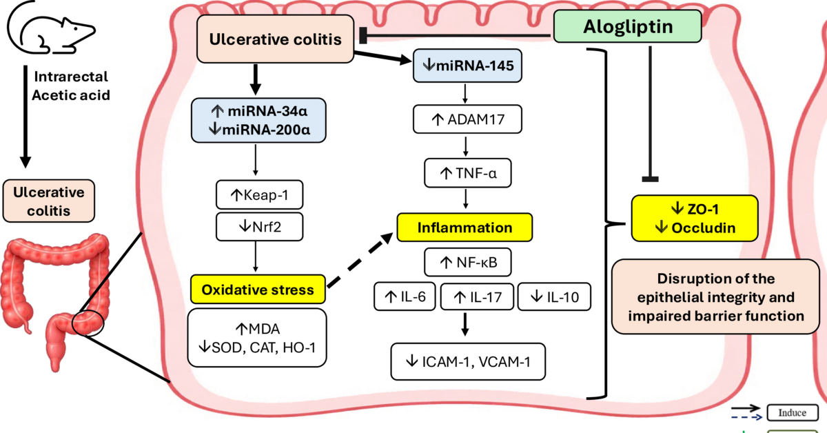 l carnitine ulcerative colitis Repurposing alogliptin for ulcerative colitis: involvement of MicroRNAs,  anti-inflammatory, and barrier-restoring mechanisms | Naunyn-Schmiedeberg's  Archives of Pharmacology