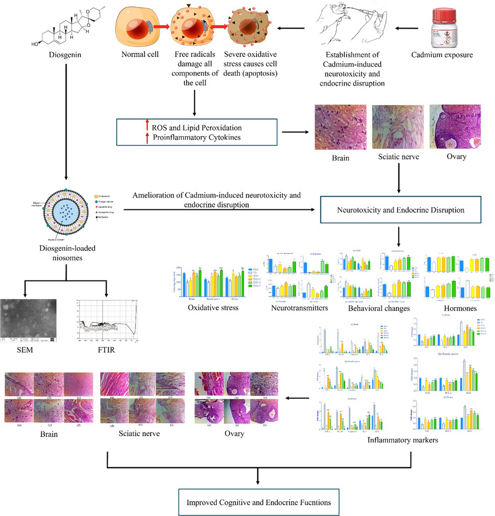 Diosgenin-loaded niosomes ameliorate cadmium-induced neurotoxicity and  endocrine disruption in female rats through modulation of oxidative stress,  apoptosis, and inflammatory markers | Naunyn-Schmiedeberg's Archives of  Pharmacology