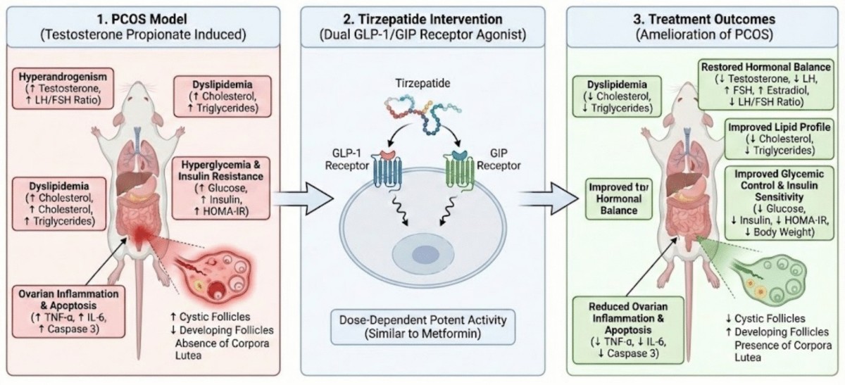 can tirzepatide make you cold Does Tirzepatide Make You Tired?