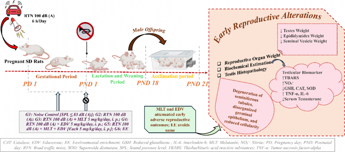 Prenatal road traffic noise impairs early testicular development in Sprague–Dawley offspring: pharmacological rescue by melatonin and edaravone; developmental preservation by environmental enrichment