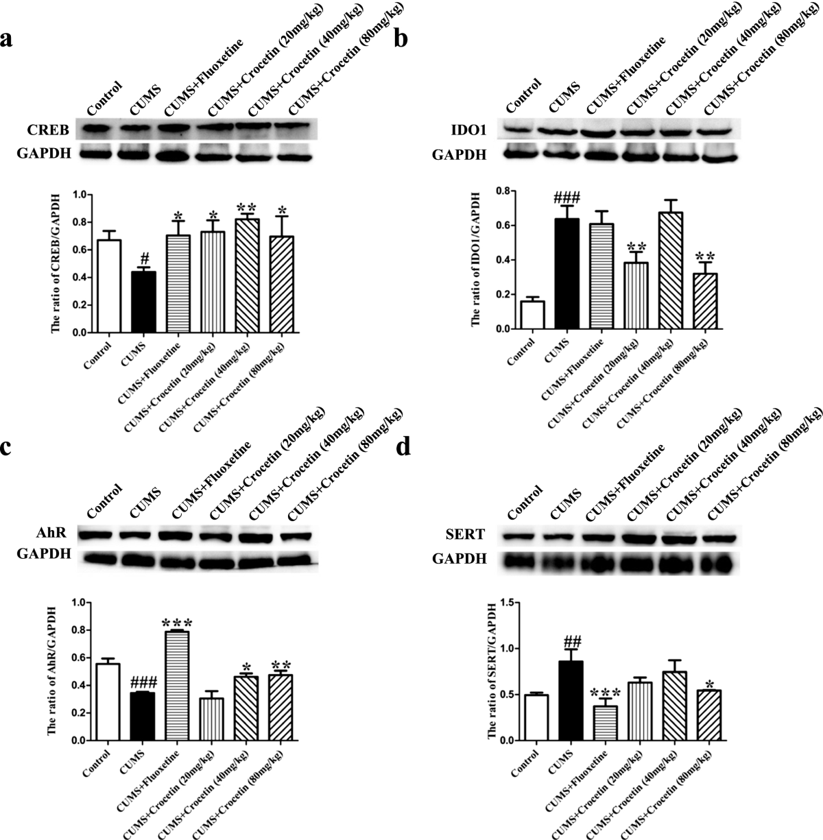 Detection of the role of intestinal flora and tryptophan metabolism  involved in antidepressant-like actions of crocetin based on a multi-omics  approach | Psychopharmacology