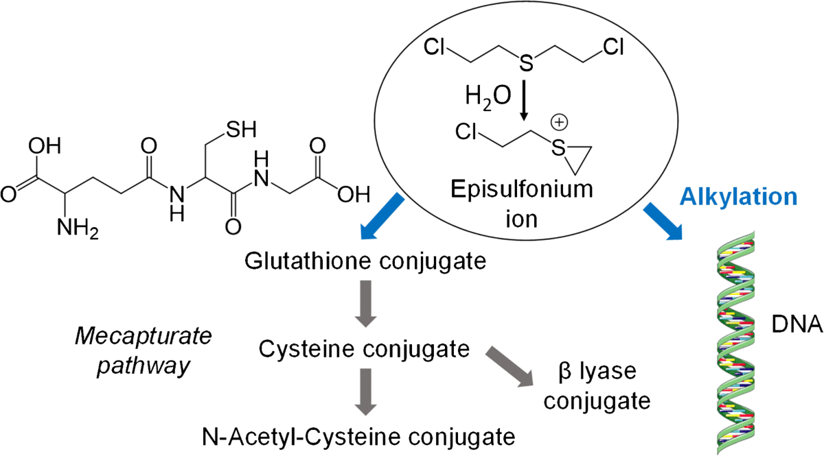 glutathione conjugates Glutathione conjugates of the mercapturic acid pathway and guanine adduct  as biomarkers of exposure to CEES, a sulfur mustard analog | Analytical and  Bioanalytical Chemistry