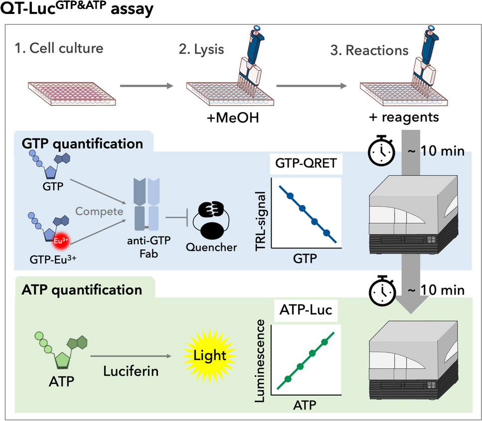 glutathione lumiscent assay Homogeneous luminescent quantitation of cellular guanosine and adenosine  triphosphates (GTP and ATP) using QT-LucGTP&ATP assay | Analytical and  Bioanalytical Chemistry