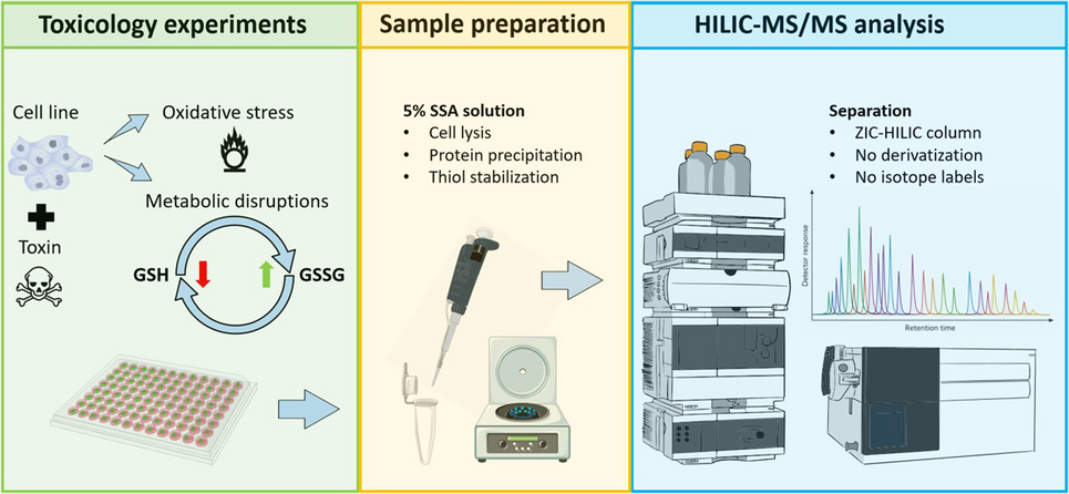 Development and validation of HILIC-MS/MS method for the analysis of glutathione metabolism in cell cultures | Analytical and Bioanalytical Chemistry