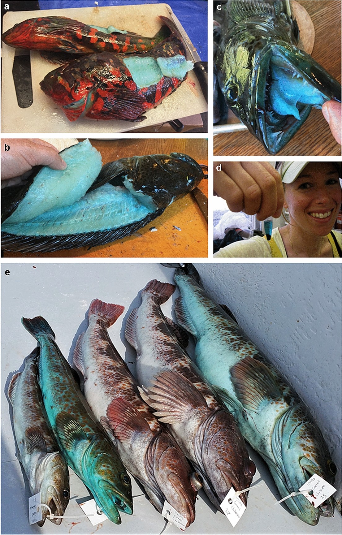 Assessing prevalence and correlates of blue-colored flesh in lingcod