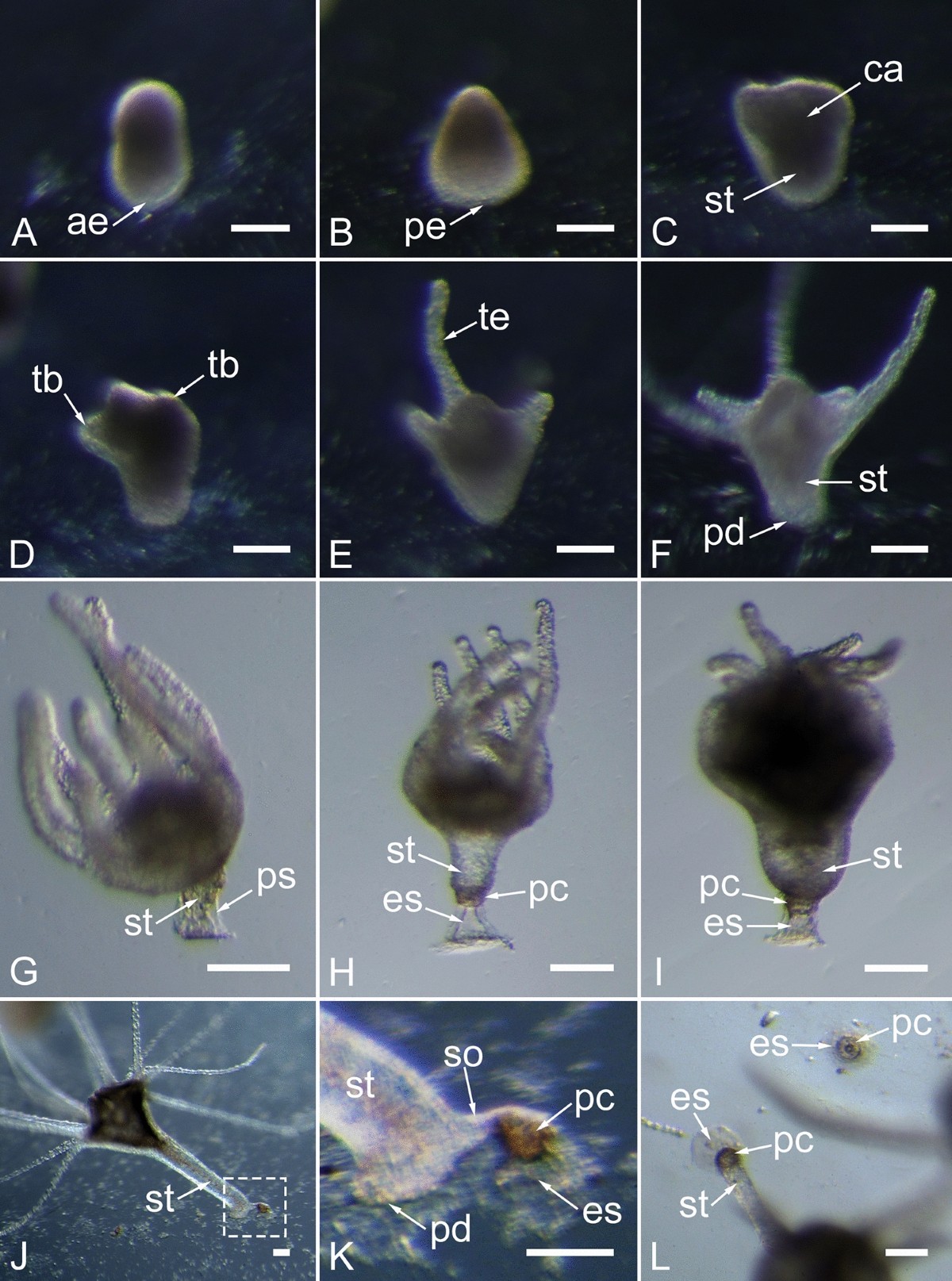 Planula settlement and polyp morphogenesis in two bloom forming jellyfish  species of the genus Cyanea Péron and Lesueur, 1810 and effects of abiotic  factors on planulocysts | Marine Biology