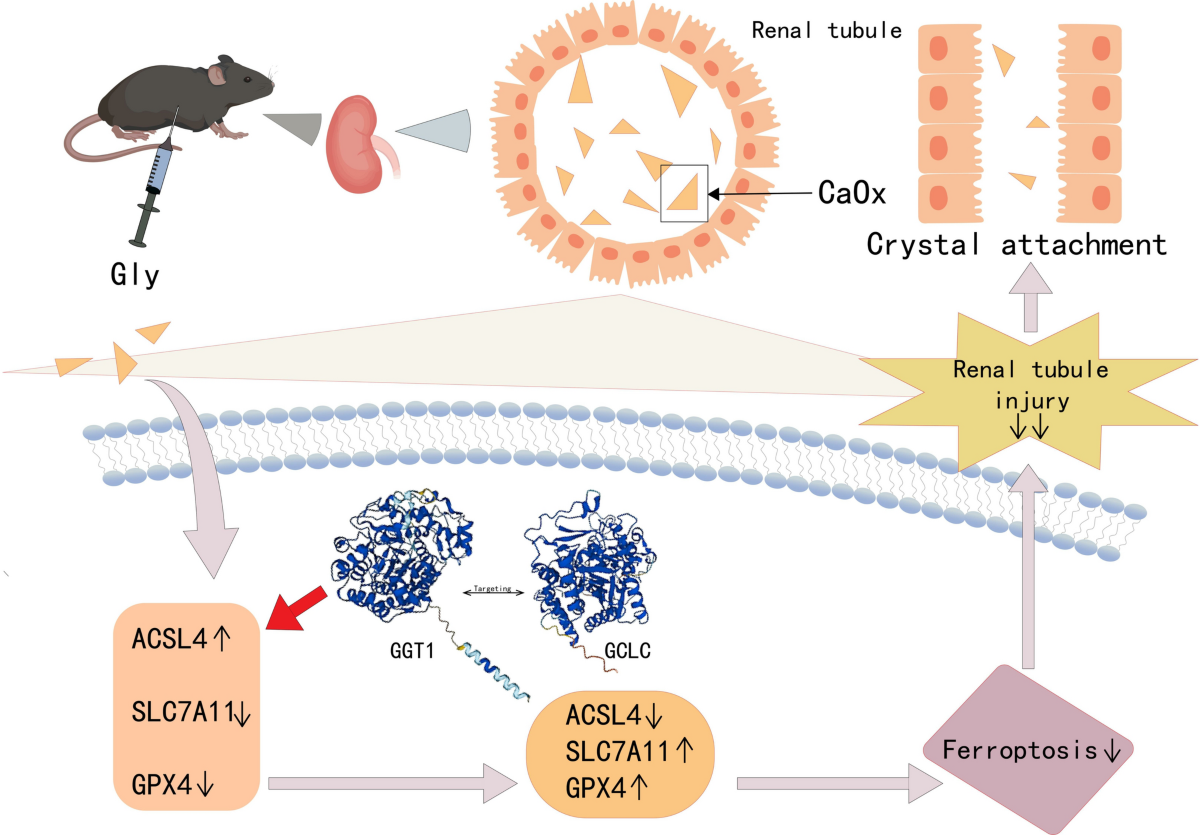 glutathione and lungs is glutathione good for the lungs What is Glutathione? What are the Benefits of Glutathione? glutathione and lungs is glutathione good for the lungs What is Glutathione? What are the Benefits of Glutathione?