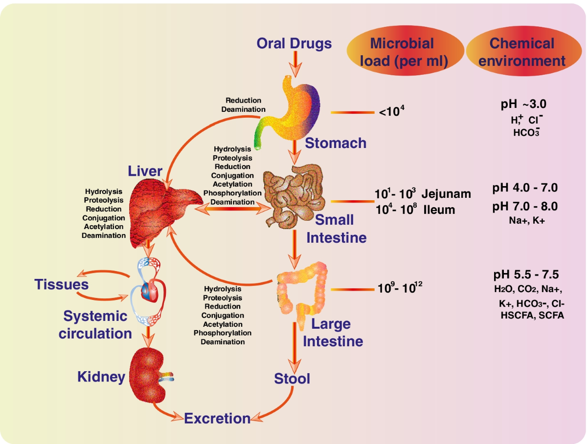 oral glutathione bioavailability gut breakdown Human Gut Microbiota and Drug Metabolism | Microbial Ecology