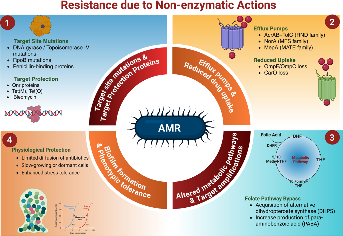 Proteomic Insights into Antimicrobial Resistance Mechanisms in Human-Associated Bacterial Pathogens | Microbial Ecology