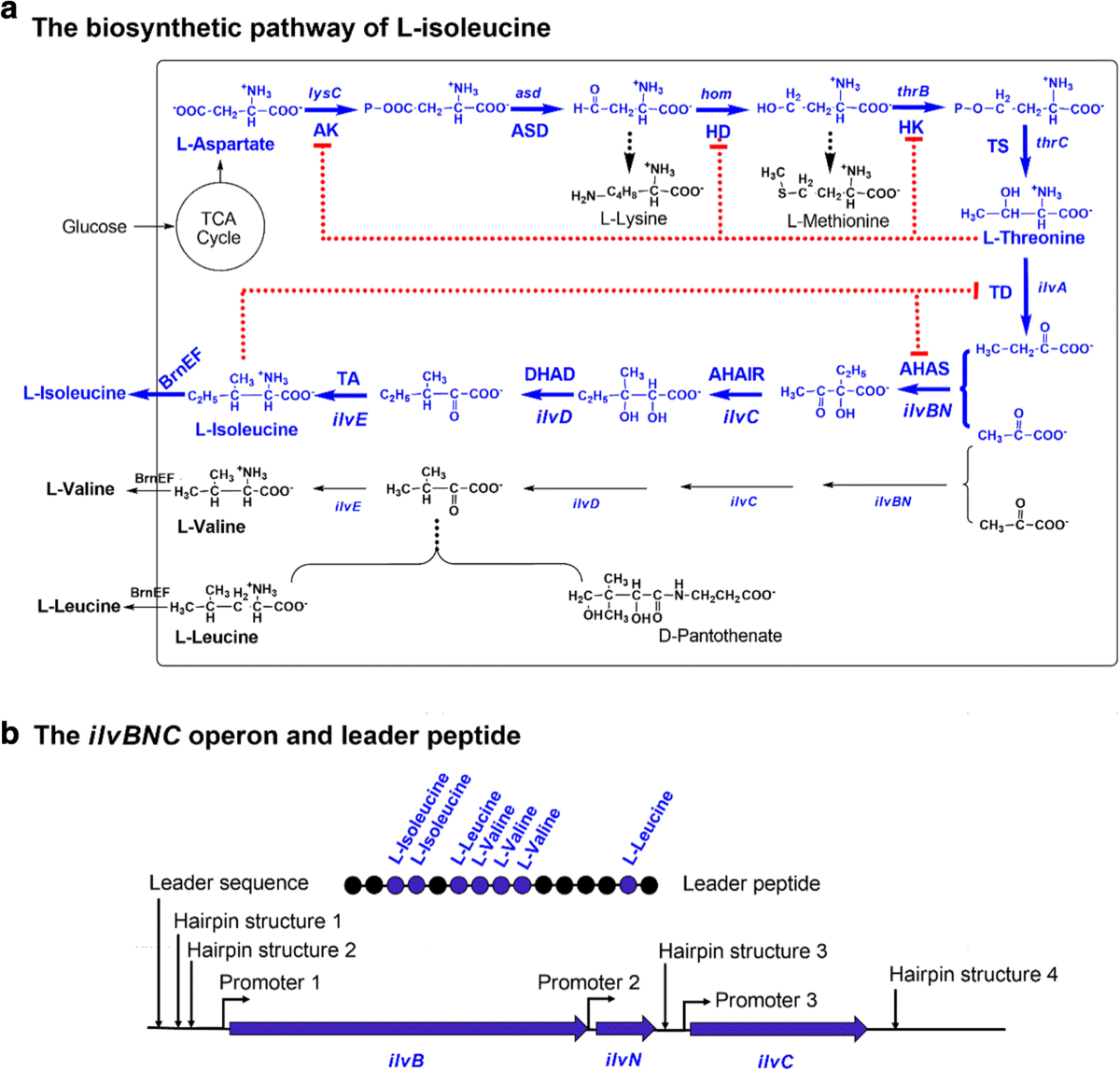 feedback inhibition in isoleucine synthesis