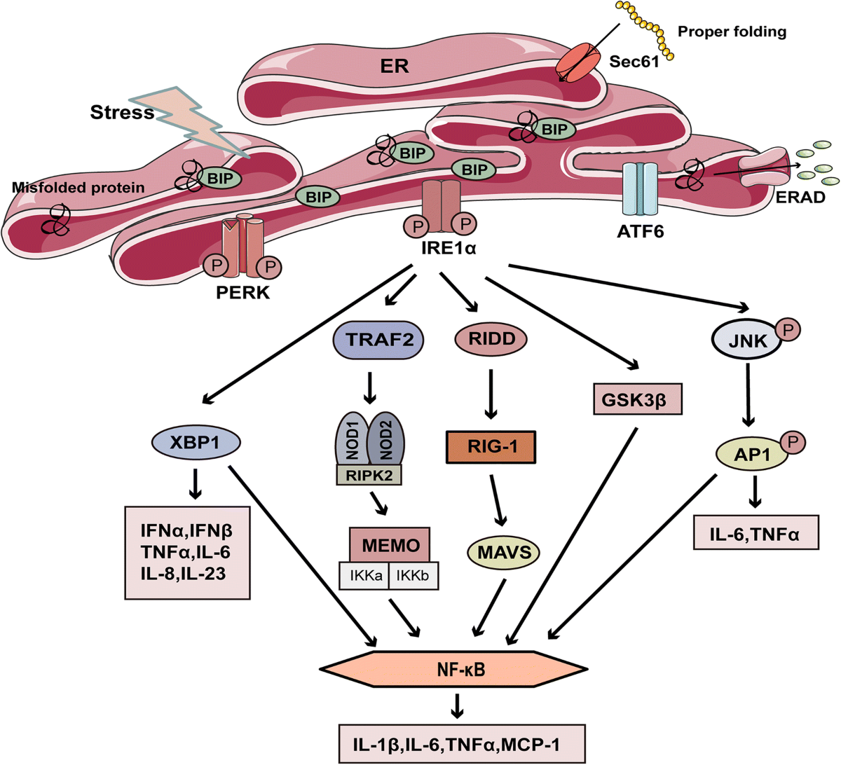 Crosstalk between ER stress, NLRP3 inflammasome, and inflammation | Applied  Microbiology and Biotechnology