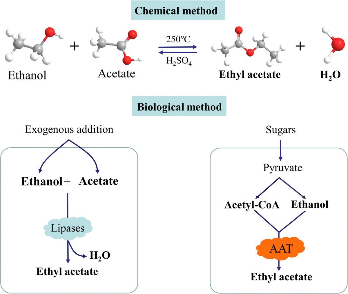 Perspectives for the microbial production of ethyl acetate | Applied  Microbiology and Biotechnology, image size:1200x1014