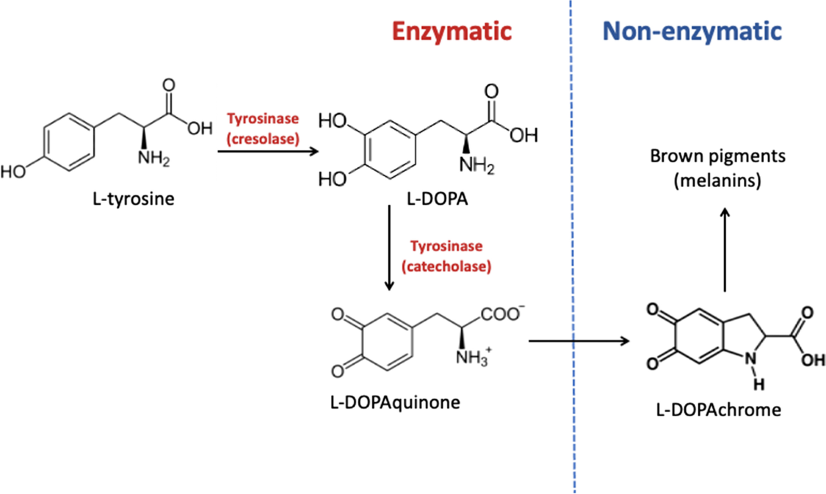 Tyrosinase-based production of l-DOPA by Corynebacterium glutamicum |  Applied Microbiology and Biotechnology