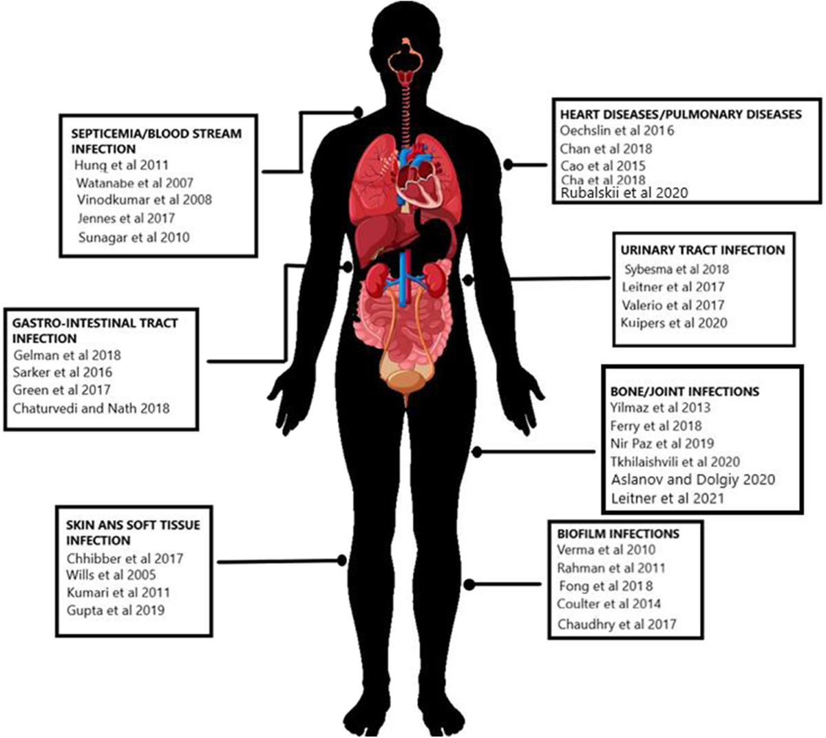 Phage therapeutics: from promises to practices and prospectives | Applied  Microbiology and Biotechnology | Springer Nature Link