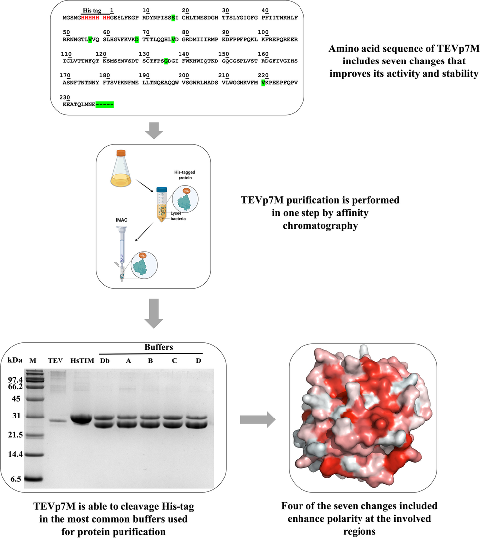 tobacco etch virus protease Improved yield, stability, and cleavage reaction of a novel tobacco etch  virus protease mutant | Applied Microbiology and Biotechnology