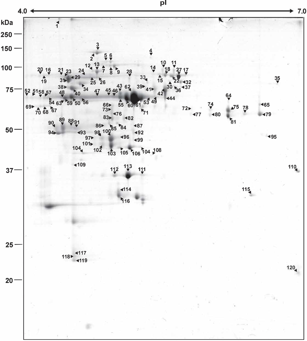 Penicillium chrysogenum as a fungal factory for feruloyl esterases |  Applied Microbiology and Biotechnology