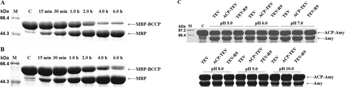 tobacco etch virus protease sequence Acyl carrier protein tag can enhance tobacco etch virus protease stability  and promote its covalent immobilisation | Applied Microbiology and  Biotechnology