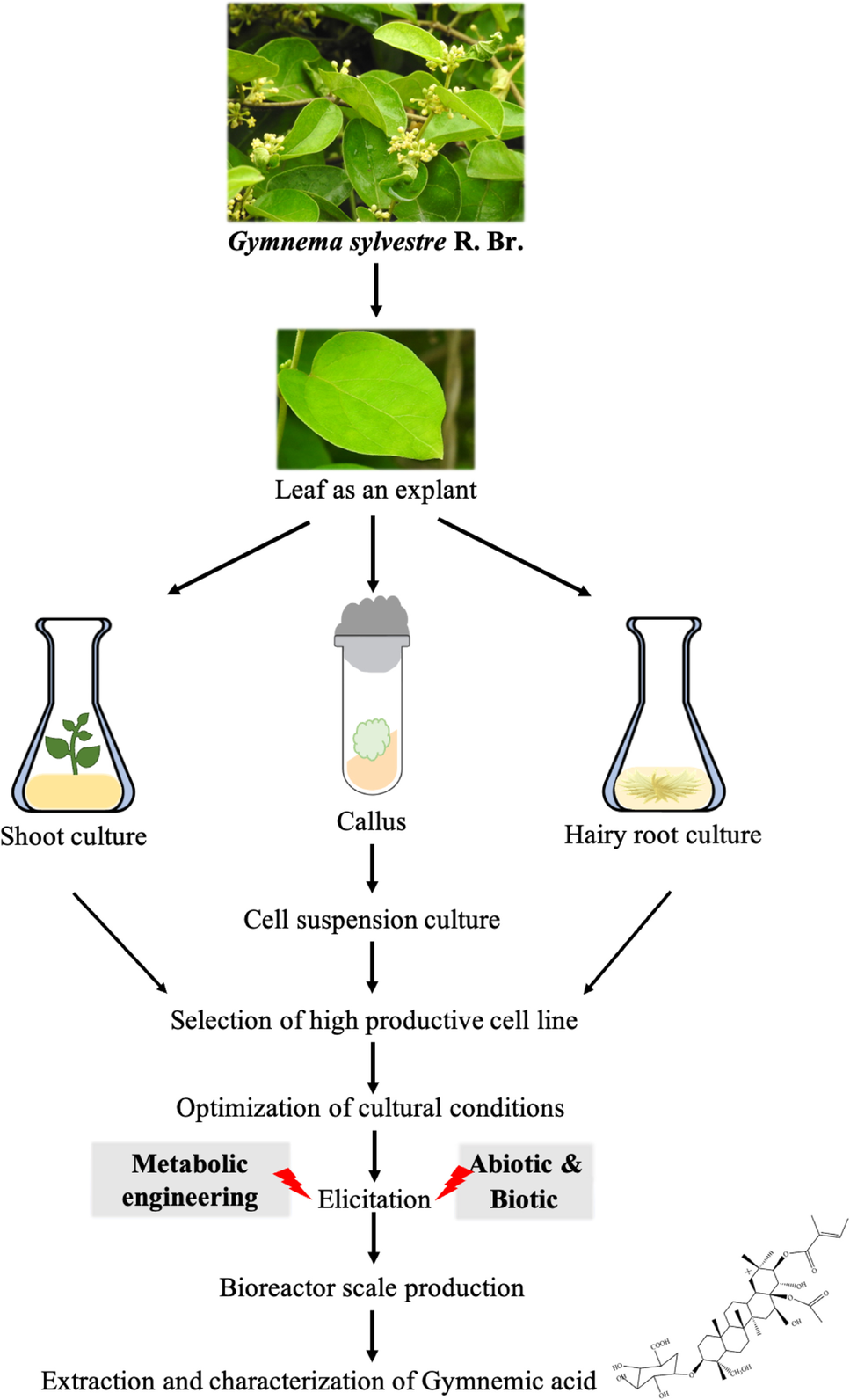 gymnema sylvestre glp-1 study Biotechnological approaches for the production of gymnemic acid from Gymnema  sylvestre R. Br. | Applied Microbiology and Biotechnology