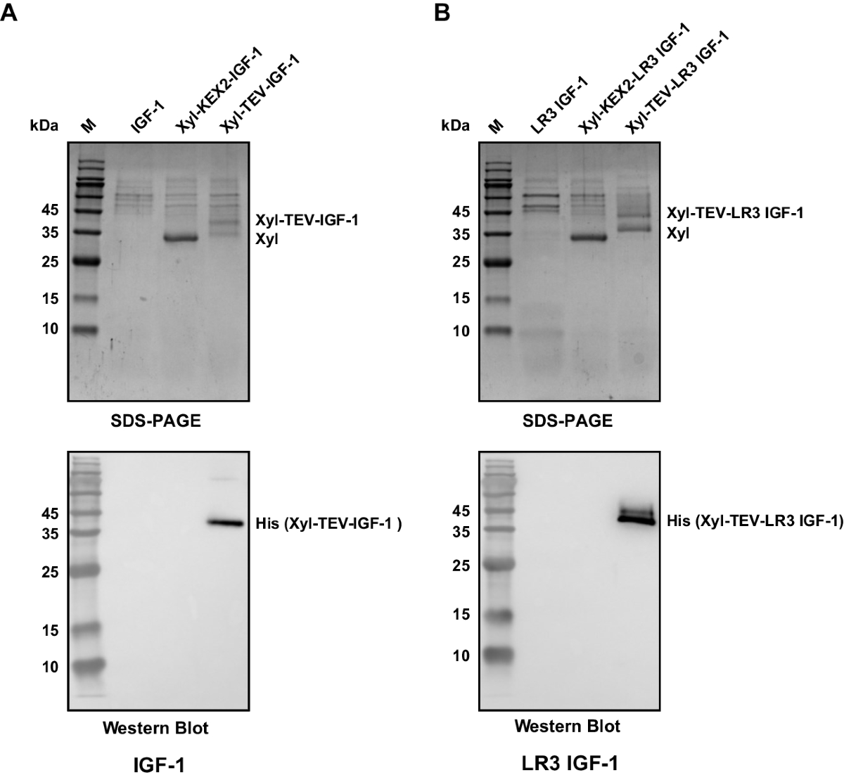 best time to take ipamorelin cjc 1295 when is the best time to take cjc 1295 ipamorelin Understanding Ipamorelin  and Its Role in