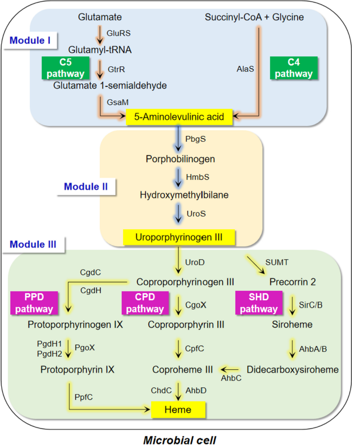 can glutathione reductase convert ferric heme to ferrous heme Iron metabolism and ferroptosis in health and diseases: The crucial role of mitochondria in metabolically active tissues Recent advances in microbial synthesis