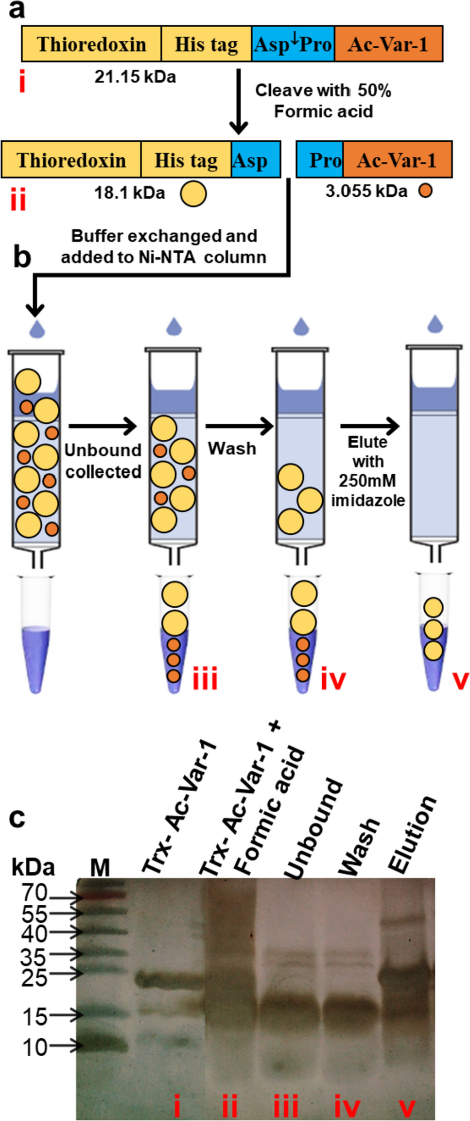 Expression and purification of epinecidin-1 variant (Ac-Var-1) by acid  cleavage | Applied Microbiology and Biotechnology