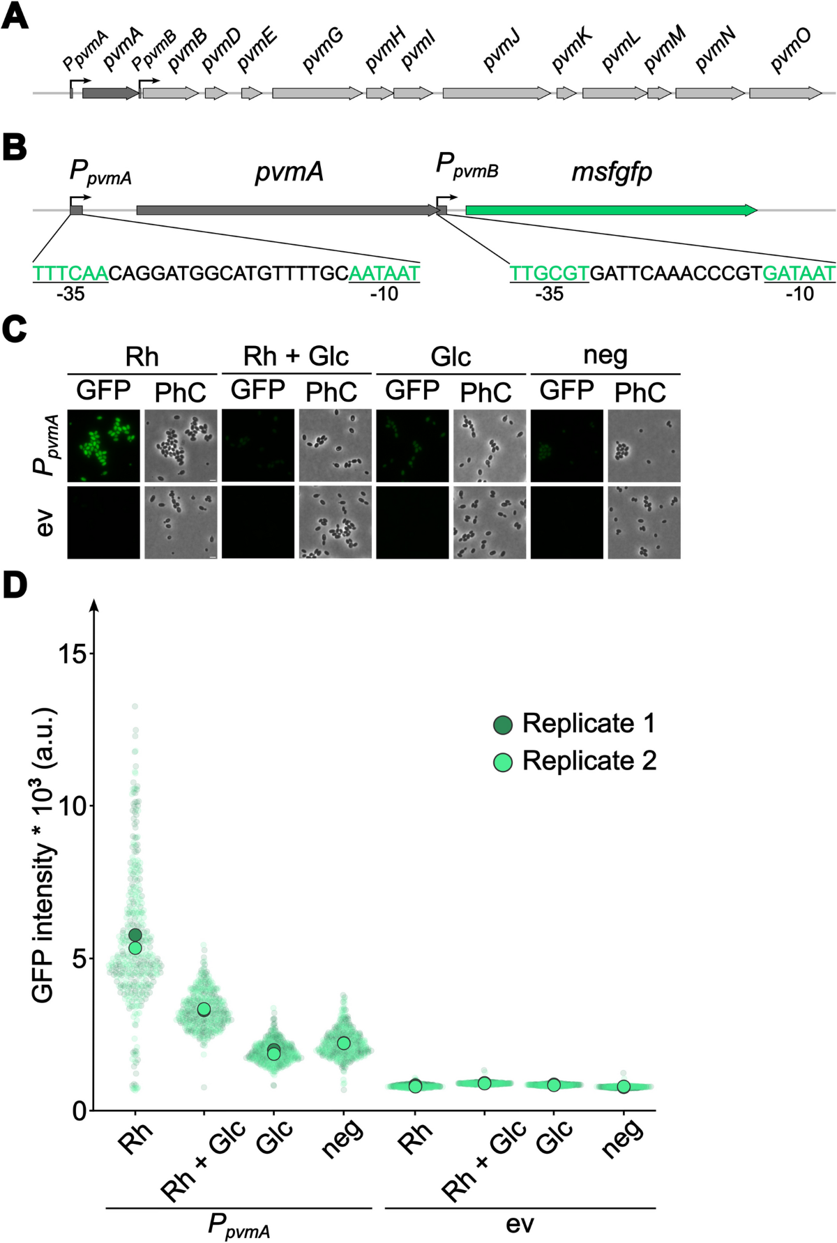 Novel tools for genomic modification and heterologous gene expression in  the phylum Planctomycetota | Applied Microbiology and Biotechnology |  Springer Nature Link