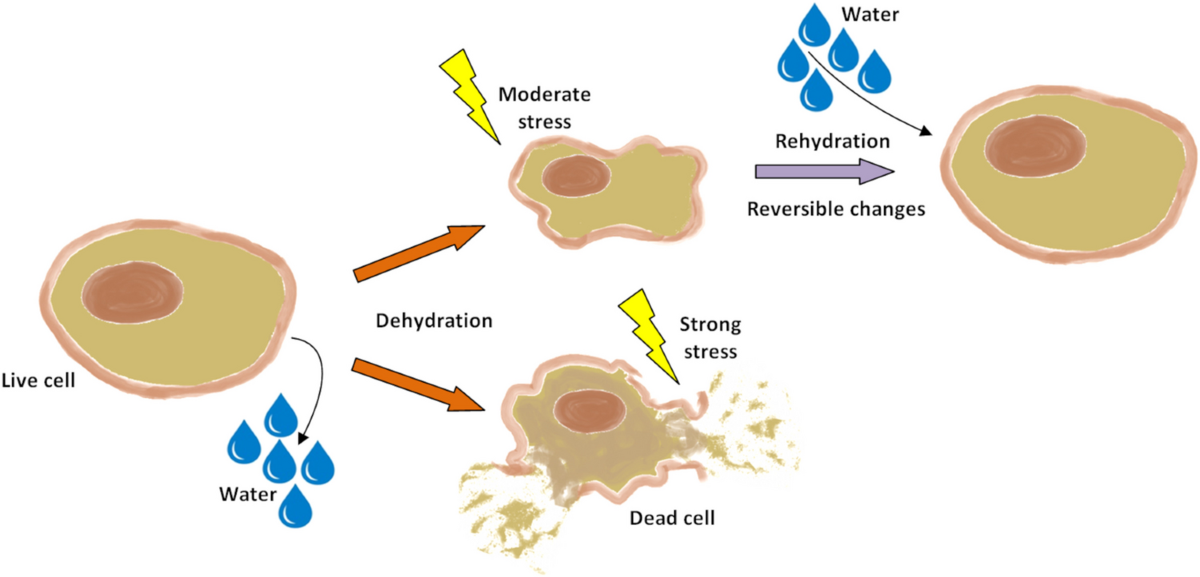 The phenomenon of anhydrobiosisstructural and functional changes in yeast cells | Applied Microbiology and Biotechnology | Springer Nature Link The phenomenon of anhydrobiosisstructural and functional changes in yeast cells | Applied Microbiology and Biotechnology | Springer Nature Link