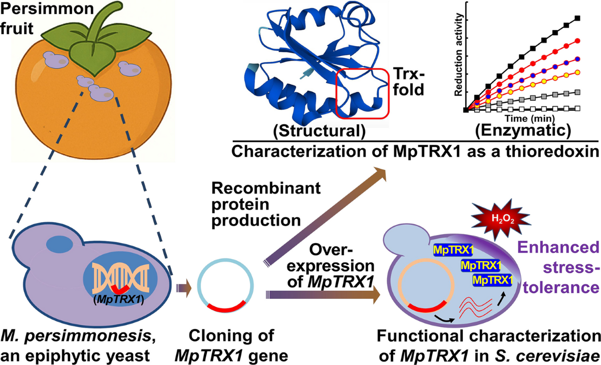 Identification and functional characterization of a novel thioredoxin  MpTRX1 from Metschnikowia persimmonesis | Applied Microbiology and  Biotechnology | Springer Nature Link