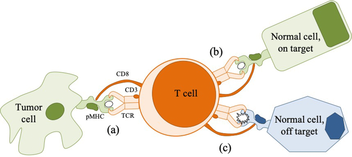 Understanding TCR affinity, antigen specificity, and cross