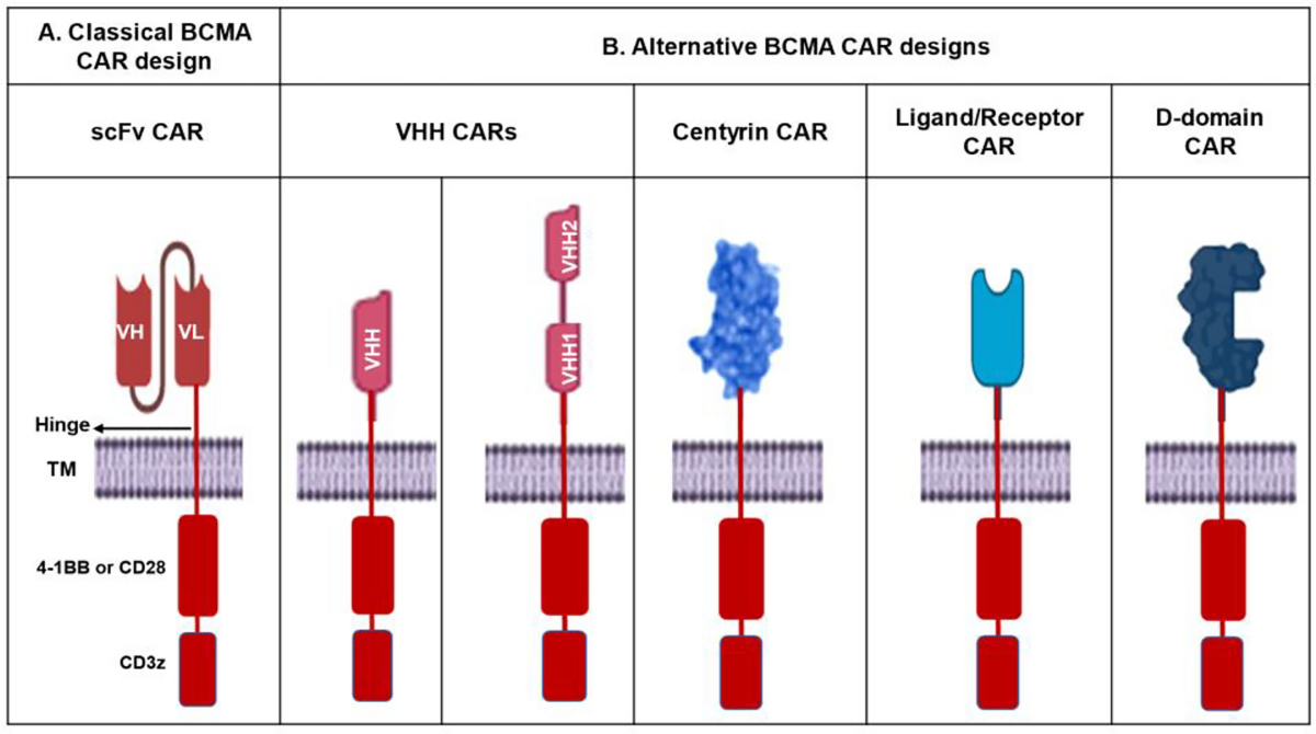 Targeting BCMA in multiple myeloma: designs, challenges, and 
