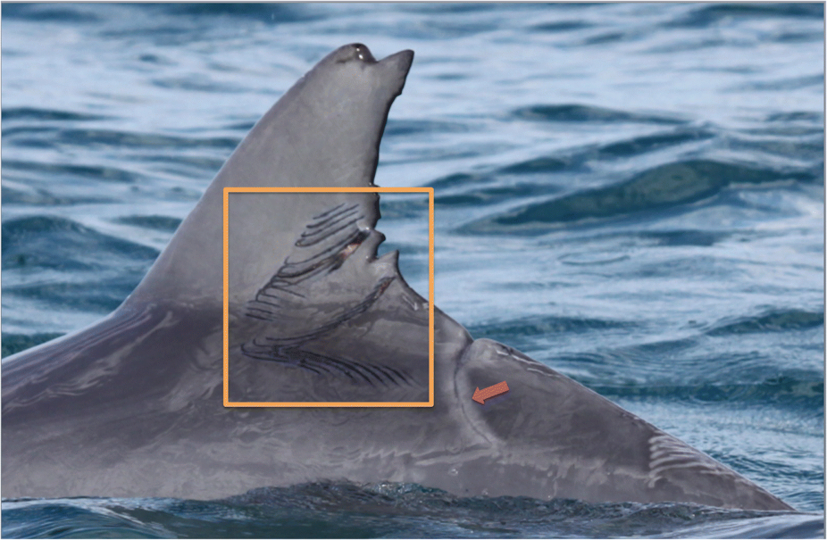 Every scar has a story: age and sex-specific conflict rates in wild  bottlenose dolphins | Behavioral Ecology and Sociobiology