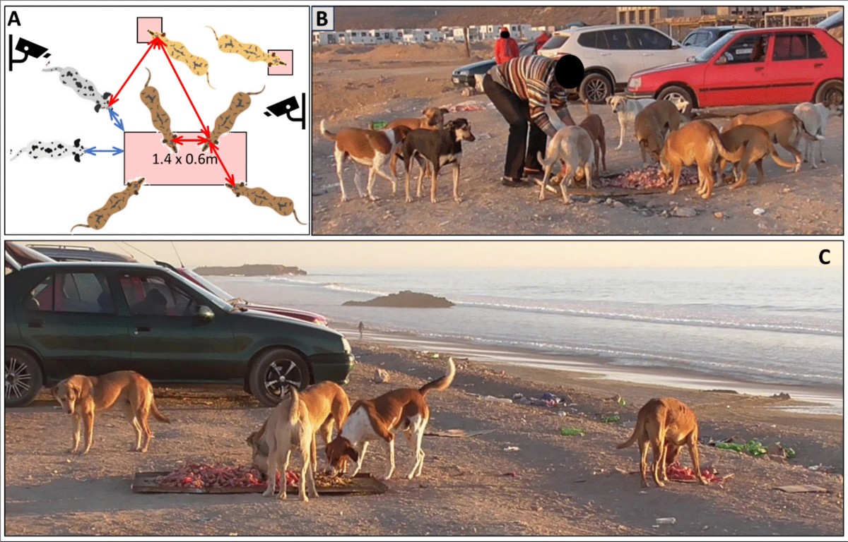 Cofeeding at rich clumped food patches in free-ranging dogs: social  tolerance or scramble competition? | Behavioral Ecology and Sociobiology |  Springer Nature Link