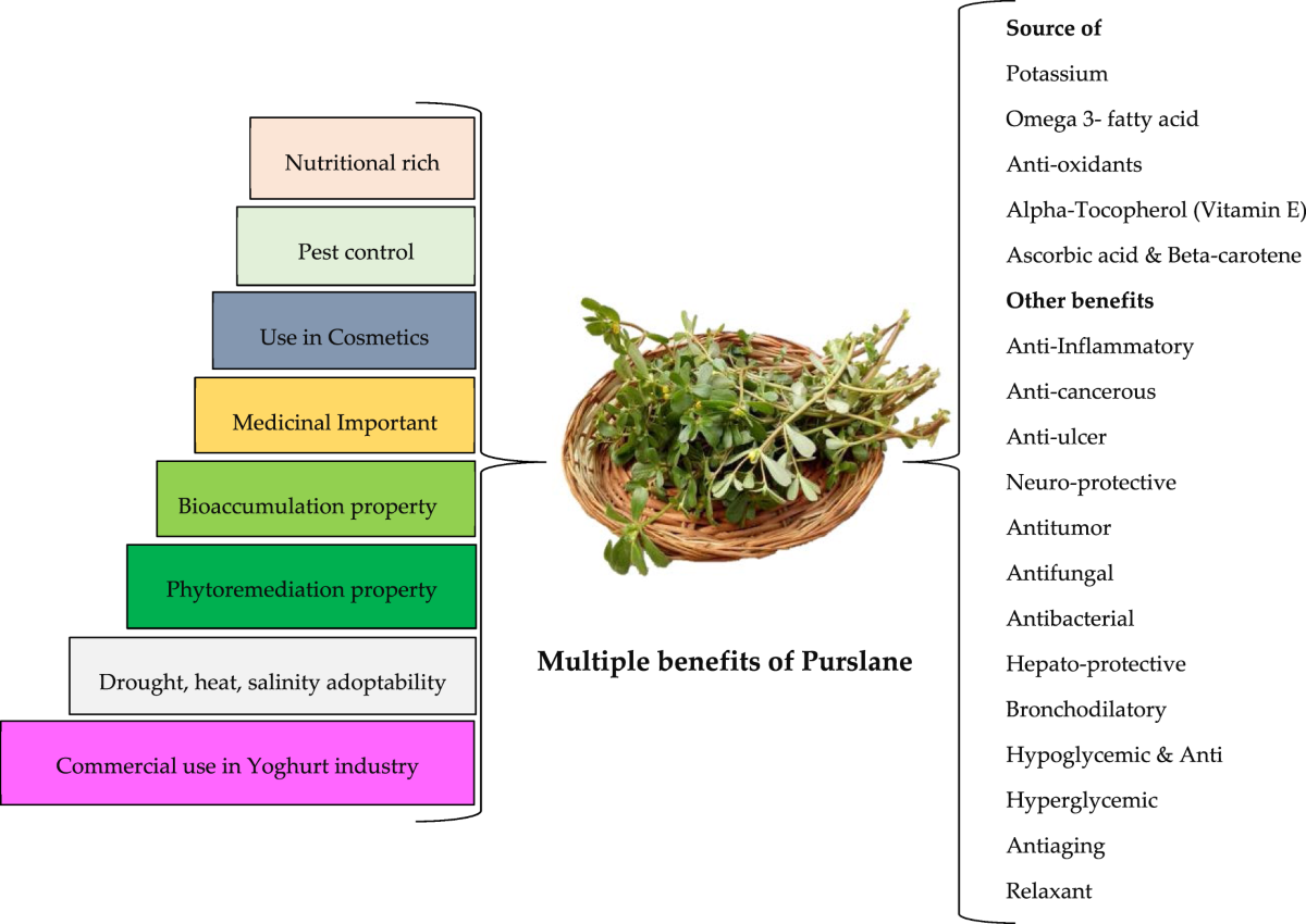 glutathione purslane journal The Effect of Grinding Techniques on the Microstructural Properties of (Portulaca oleracea L.) Powder, Its Total Phenolics Before and After In Vitro Simulated Gastrointestinal Digestion, and Its Antioxidant Capacity An updated review on phytochemical