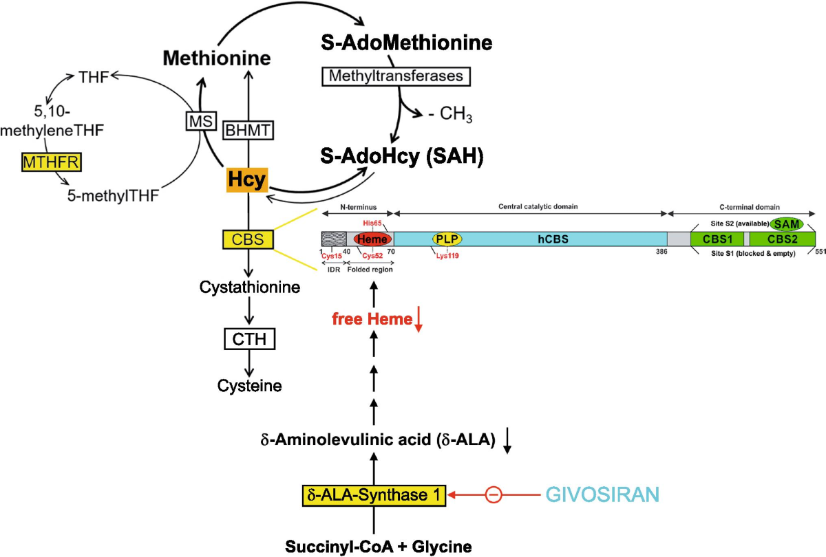 glutathione peroxidase kit cayman Glutathione Assay Kit (GSH Assay Kit)