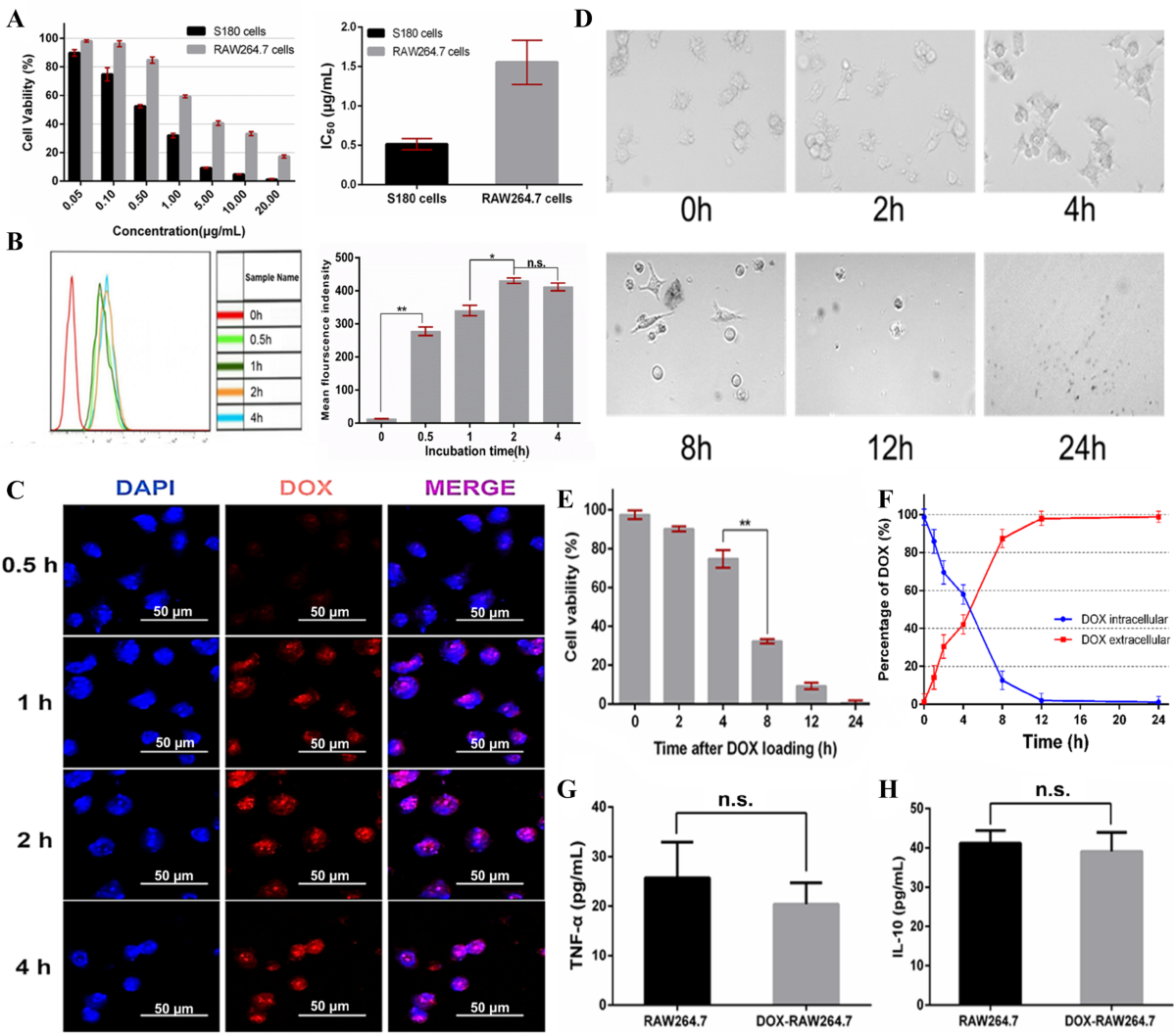 lsm nudes 018 Murine RAW264.7 cells as cellular drug delivery carriers for tumor therapy:  a good idea? | Cancer Chemotherapy and Pharmacology